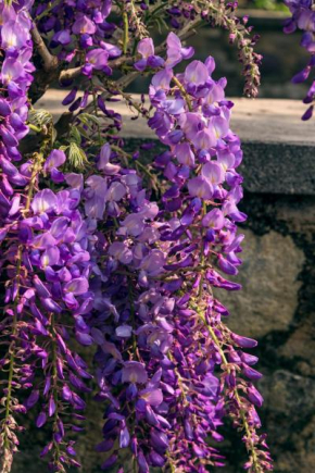 IL GLICINE B&B IN FRANCIACORTA